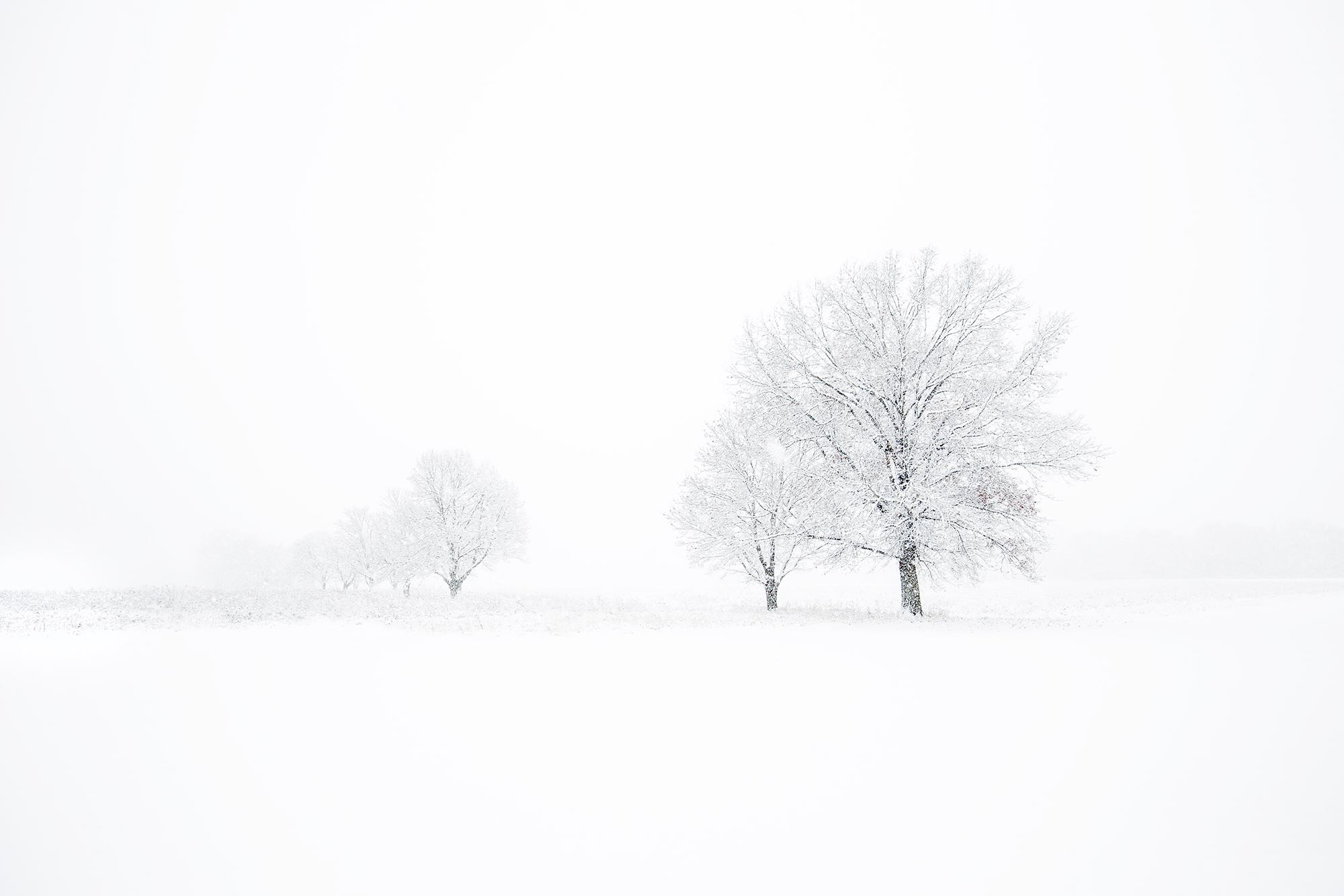 Trees in heavy snow at Leroy Oaks, St Charles, IL