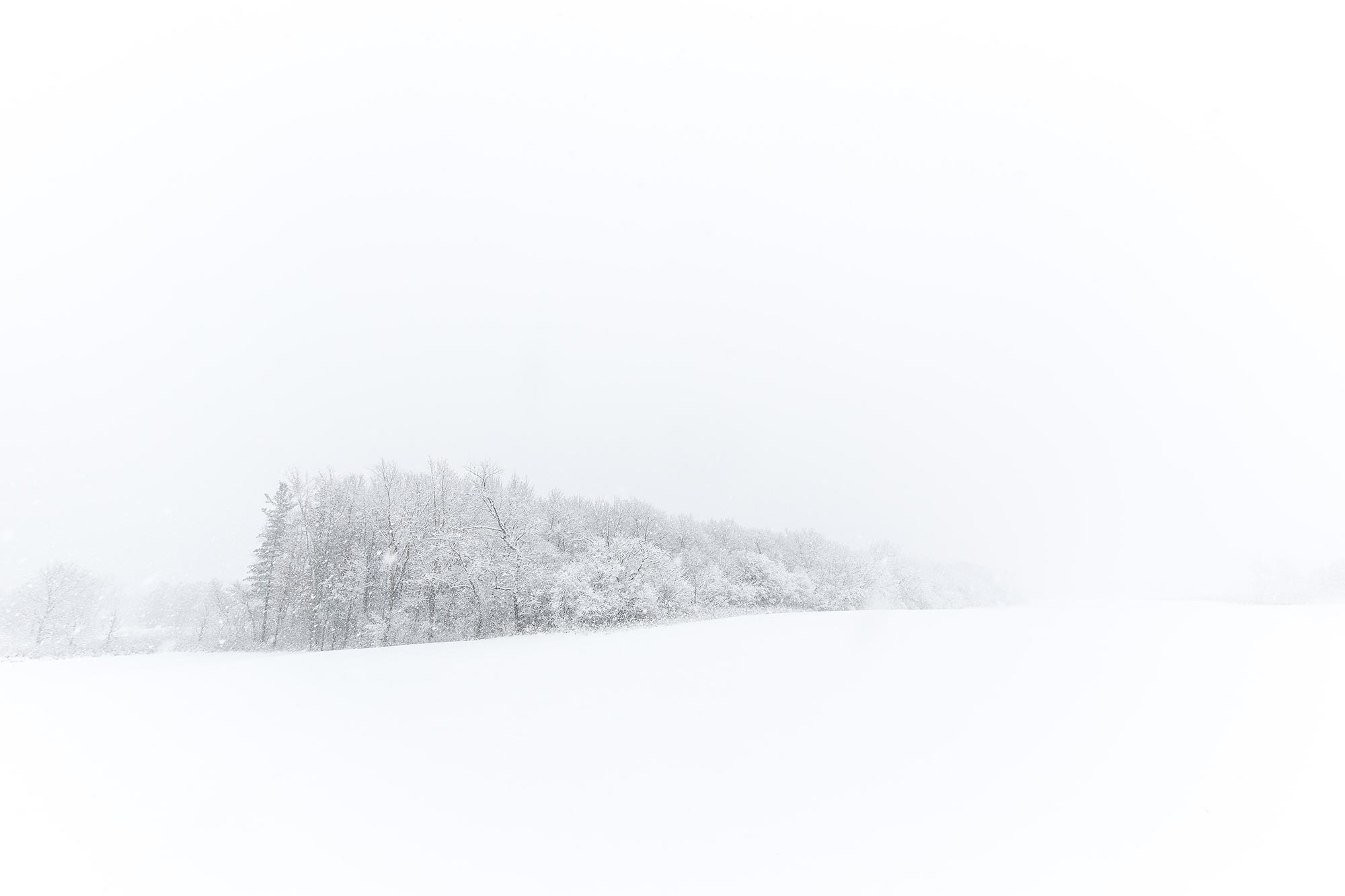 Outcropping of trees during a blizzard at Leroy Oaks, St Charles, IL