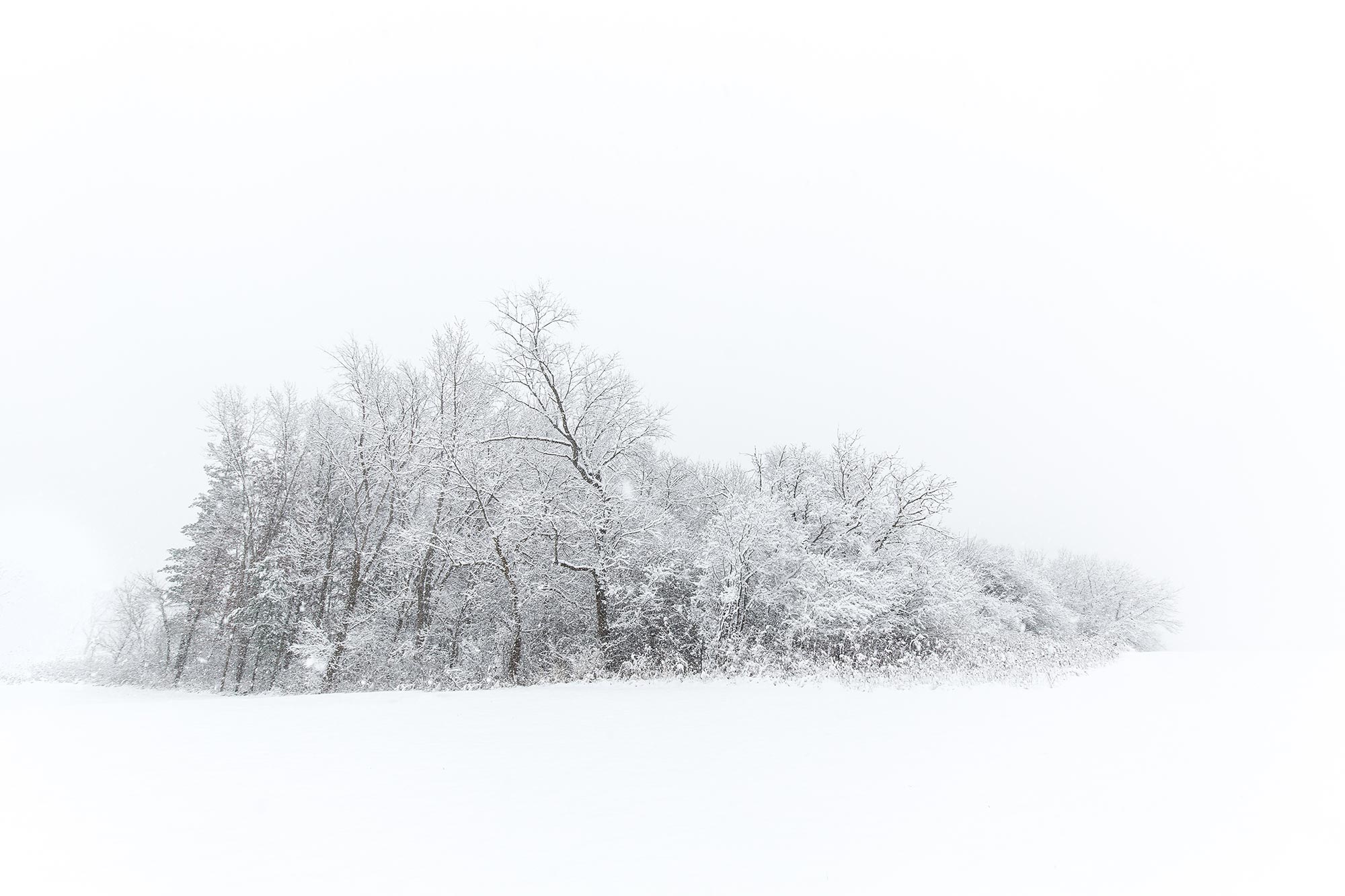 Outcropping of trees during a blizzard at Leroy Oaks, St Charles, IL