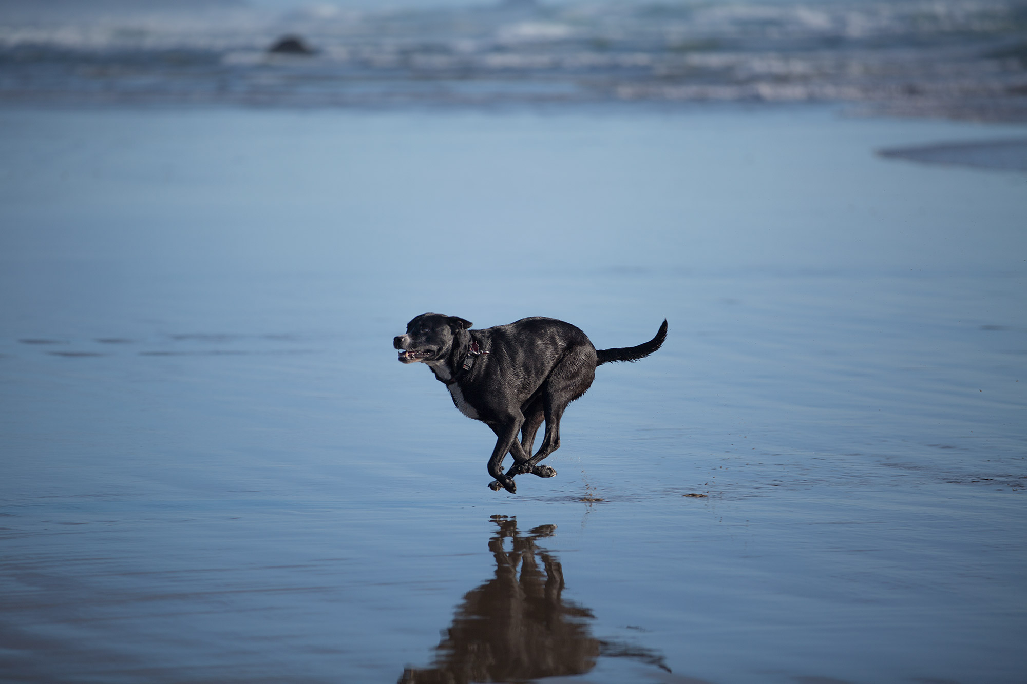 Dog running in the surf
