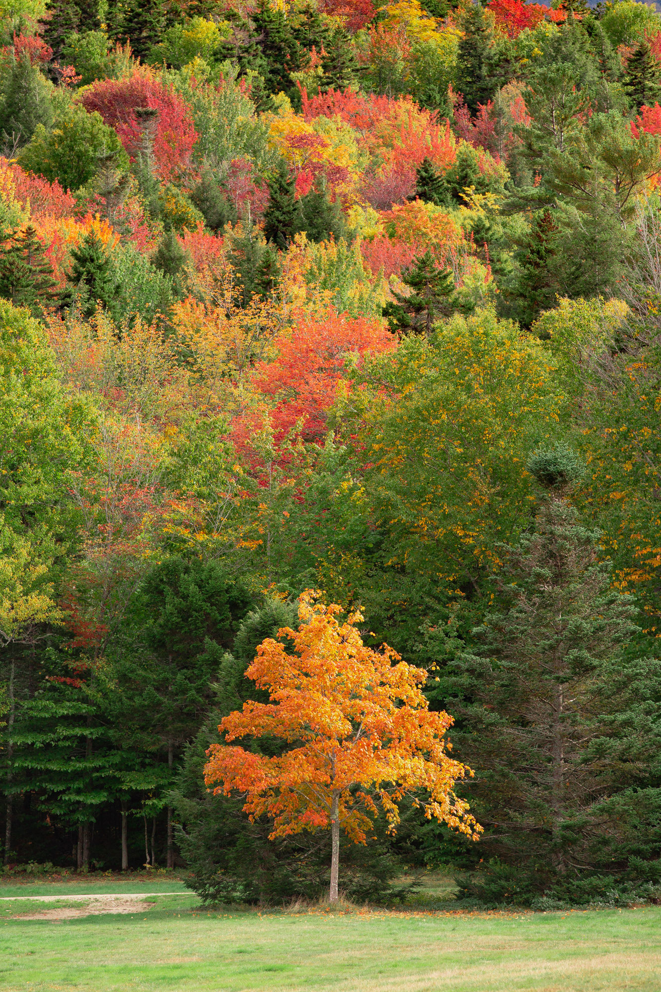 Brilliant tree changing colors to yellow and orange