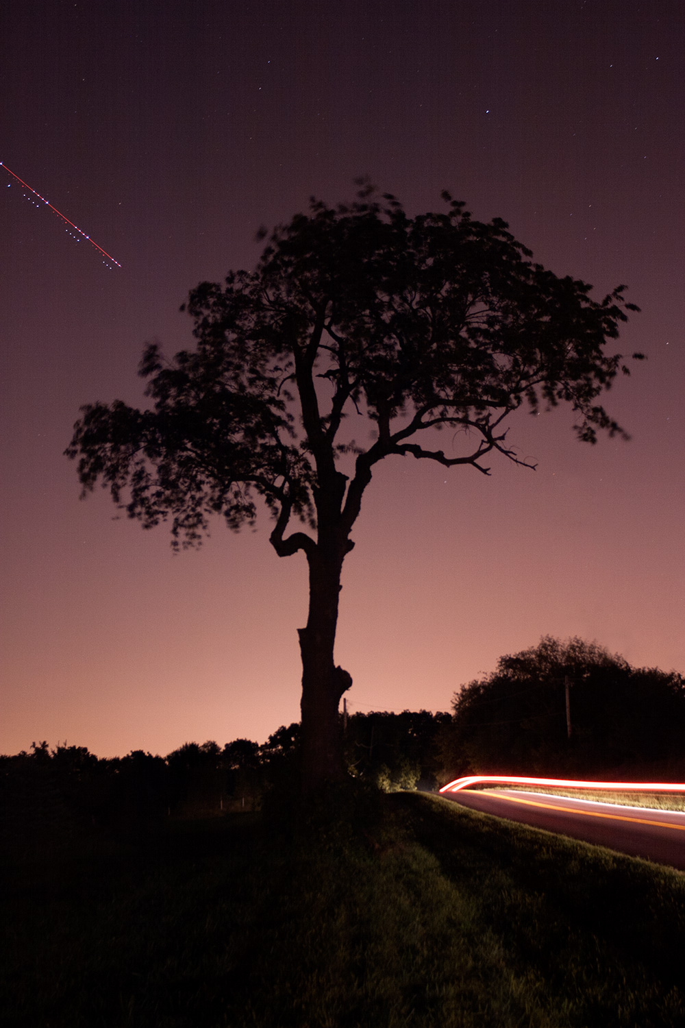 Lone tree at night on Campton Hills Drive
