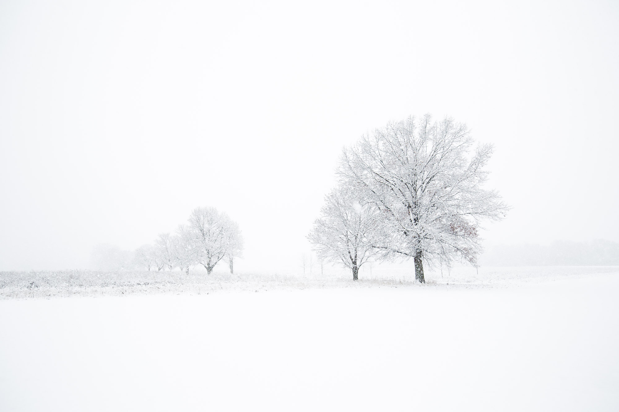 Trees in heavy snow at Leroy Oaks, St Charles, IL