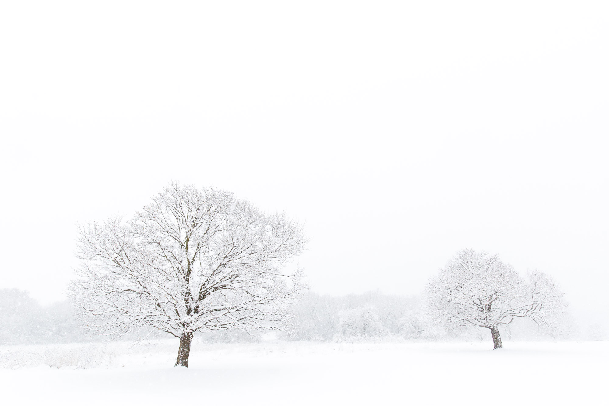 Trees in heavy snow at Leroy Oaks, St Charles, IL