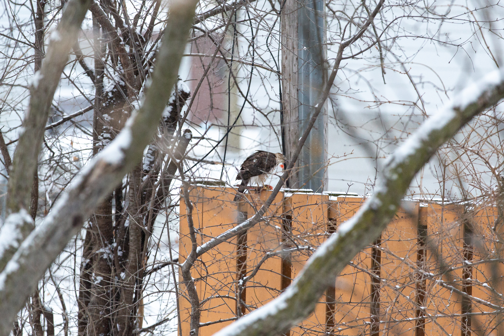 A Coopers Hawk sitting on my backyard fence after grabbing a Northern Cardinal