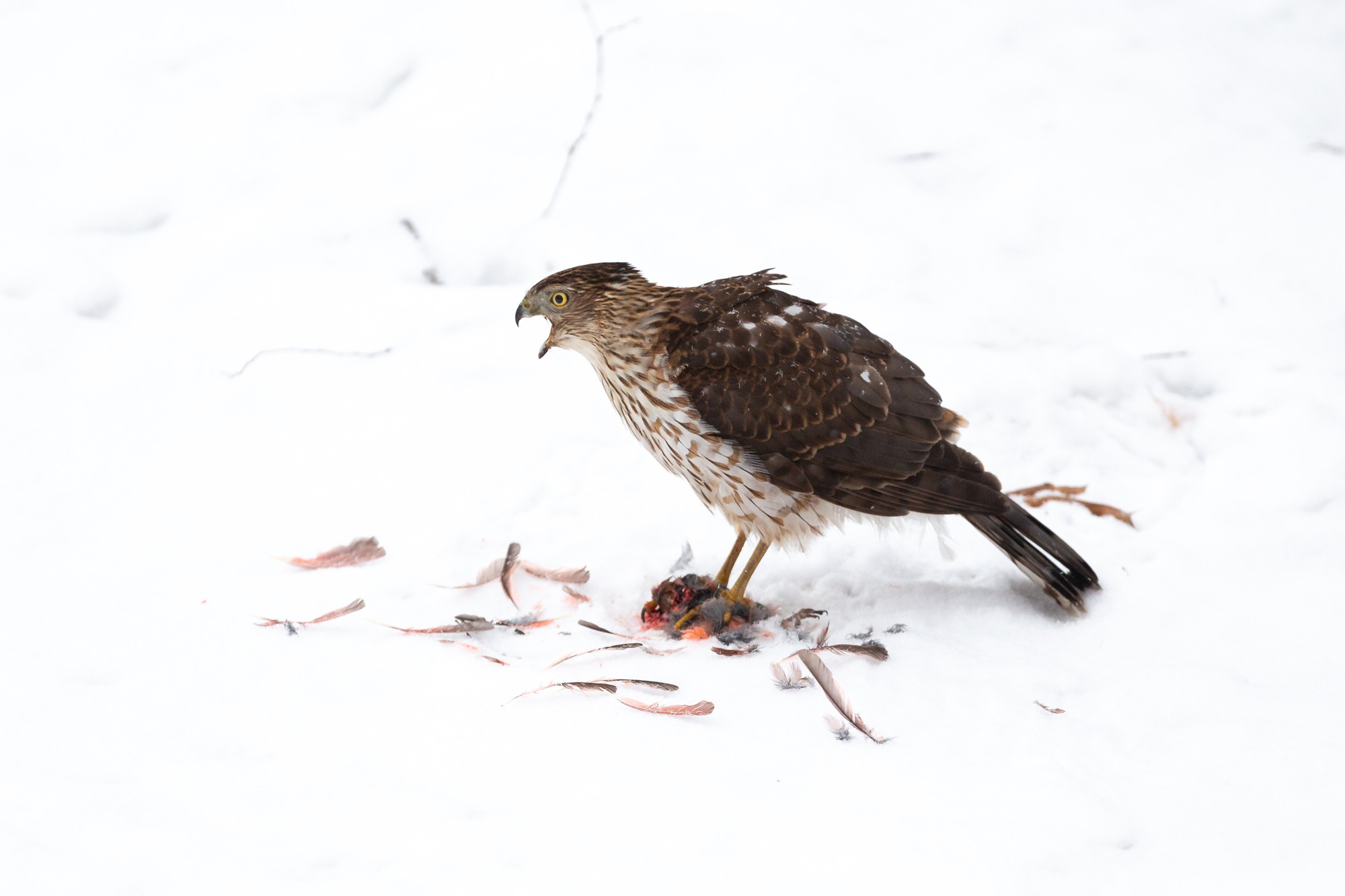 A Coopers Hawk picking at the remains of a Northern Cardinal