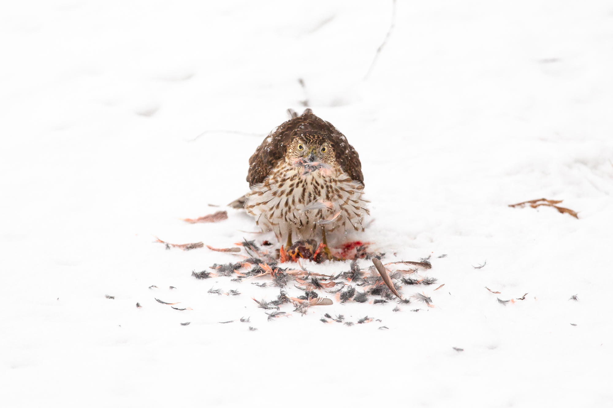 A Coopers Hawk staring at the camera as it de-feathers the remains of a Northern Cardinal