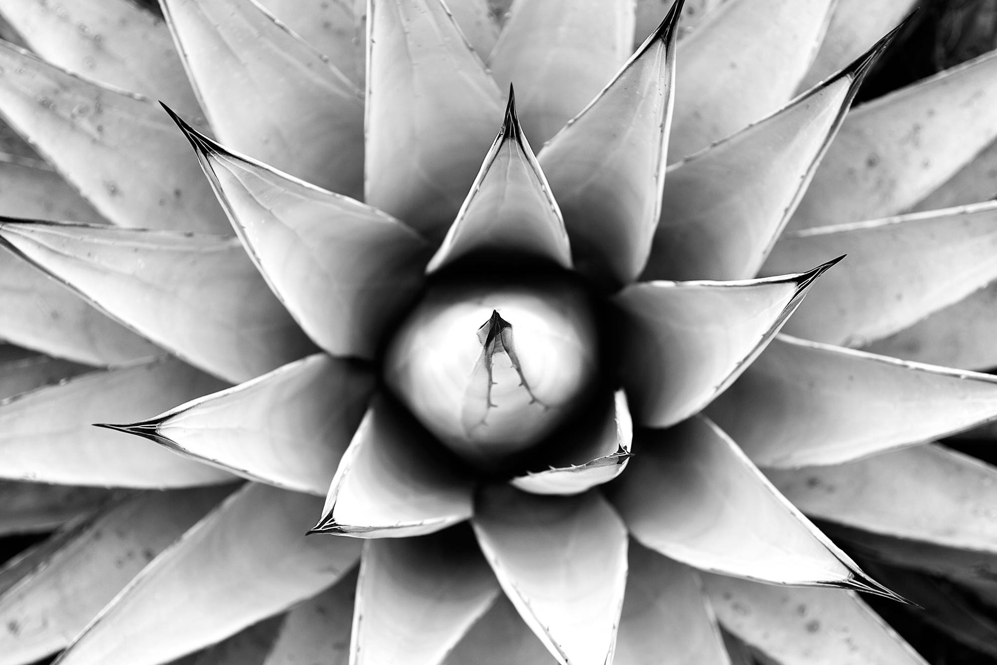 Closeup of an Aloe plant