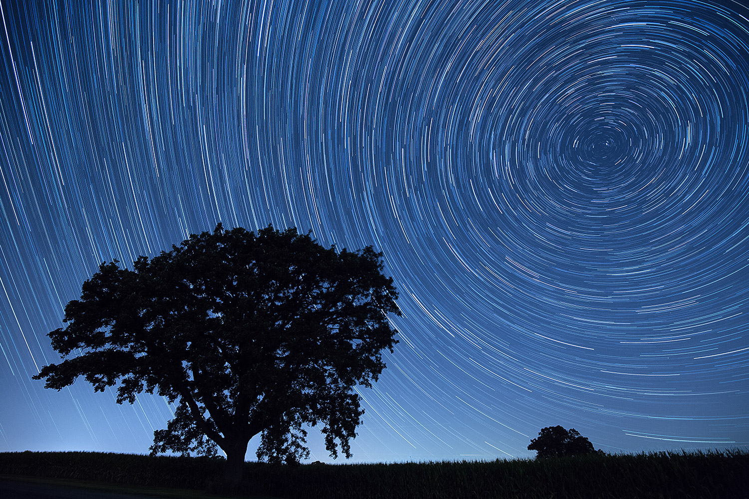 Star trails over a single tree